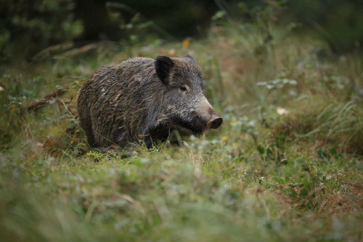 Wildschwein auf einer Wiese